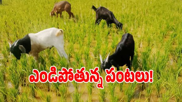 జోగులాంబ గద్వాల జిల్లాలో సాగునీటి సంక్షోభం.. ఎండిపోతున్న పంటలు!